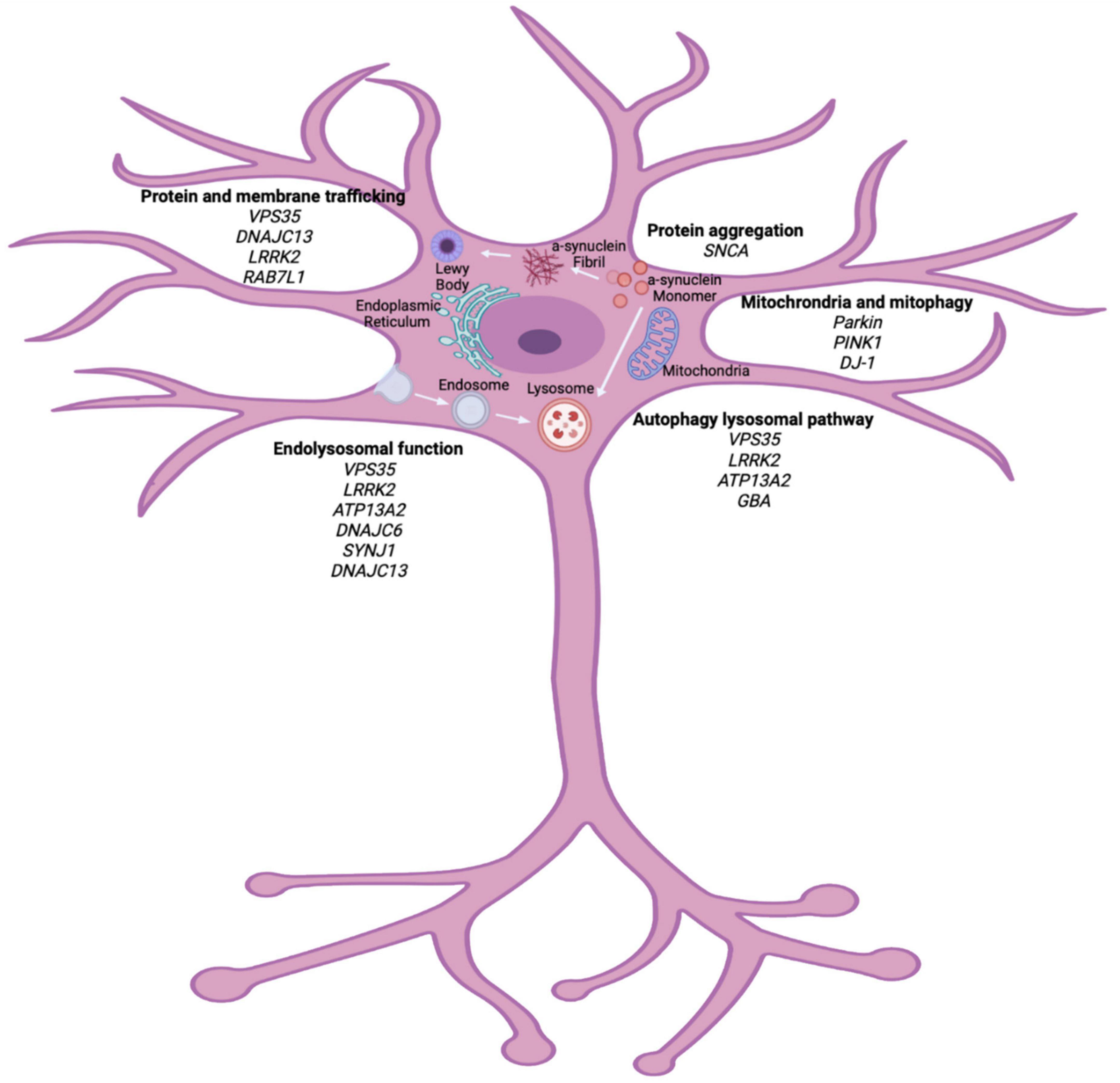 The role of the endolysosomal pathway in α-synuclein pathogenesis in Parkinson’s disease